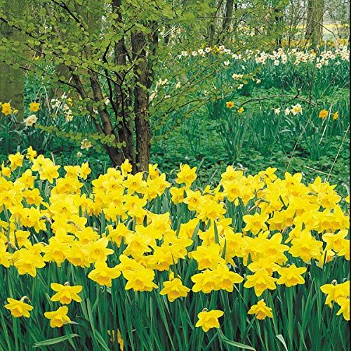 Dutch Master Daffodil Bulbs, 10 count