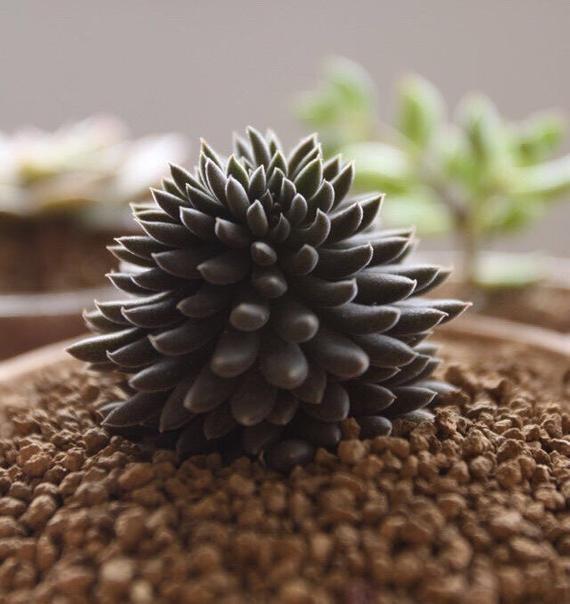 Rare Black Succulent