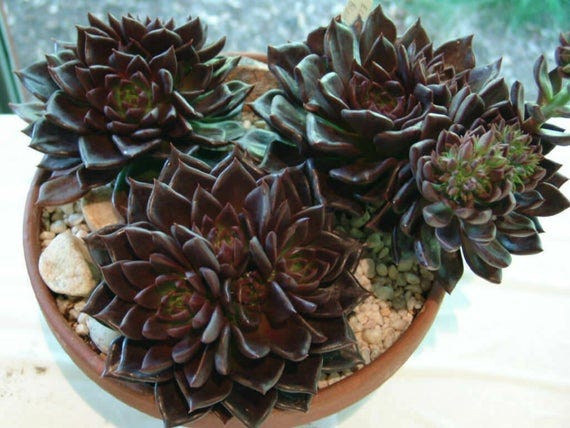 Black Prince Succulent