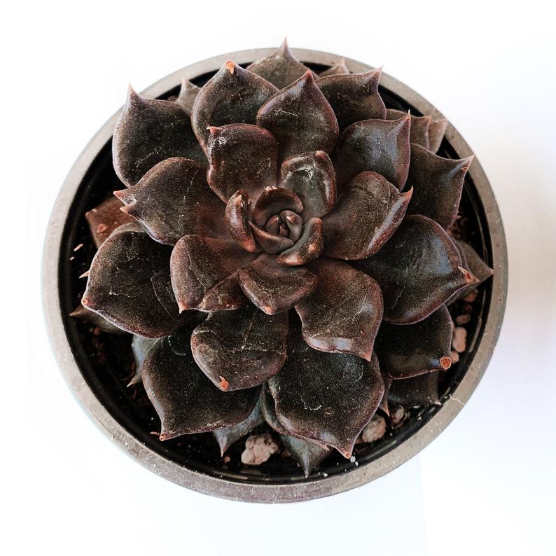Black Succulent
