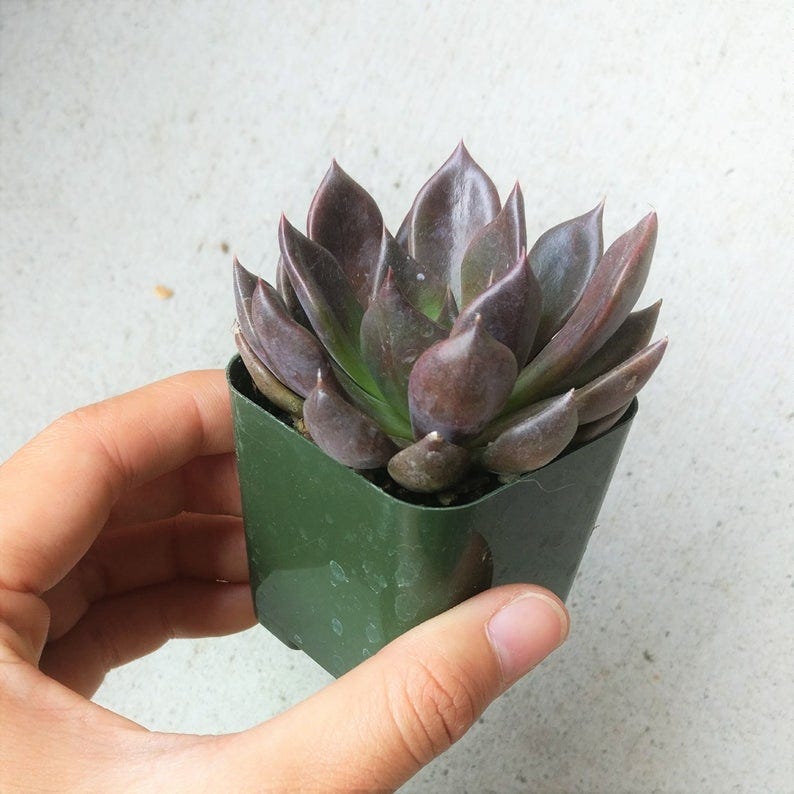 Black Prince Succulent