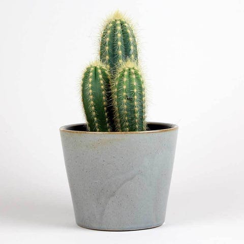 Cactus Plants 9 Things To Know About The Cacti Cactus Plants 9 Things To Know About