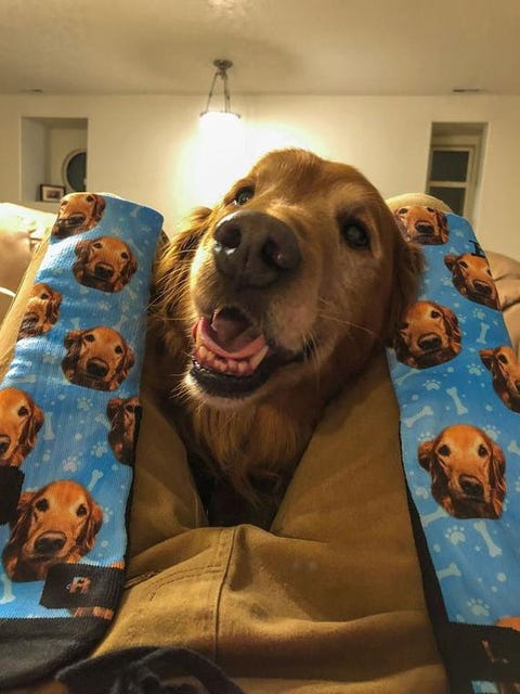 68 Best Gifts for Dog Lovers 2021 - Unique Dog Owner Gift Ideas