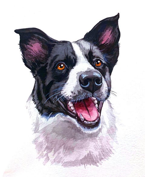 Custom Pet Portrait Custom Pet Portrait