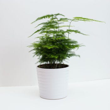 Asparagus Fern