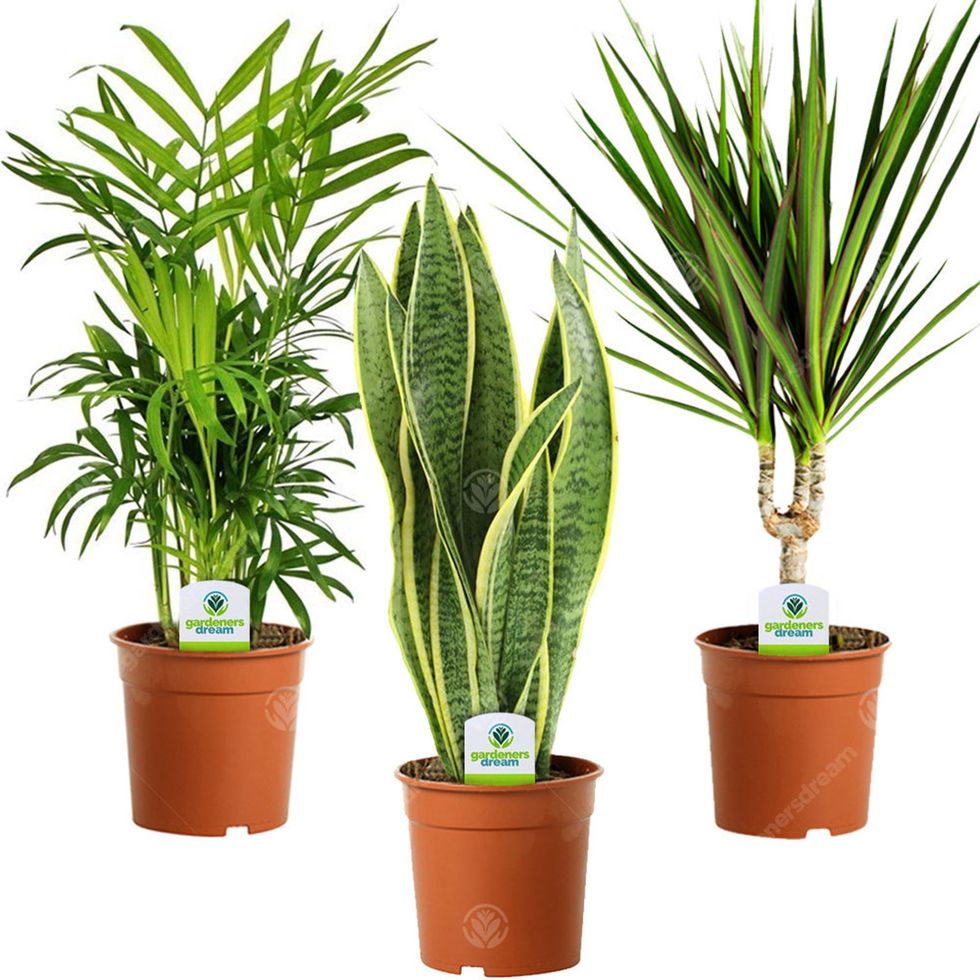 Indoor Plant Mix - 3 Plants 