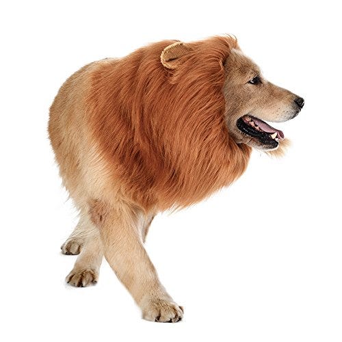 Lion's Mane Dog Hat Will Turn Your Dog Into Ferocious Lion