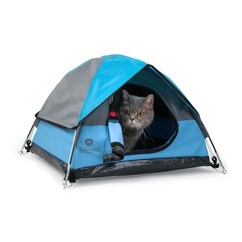 Cat Camp 