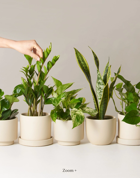 35 Best Gifts For Plant Lovers 2019 - Unique Plant Presents