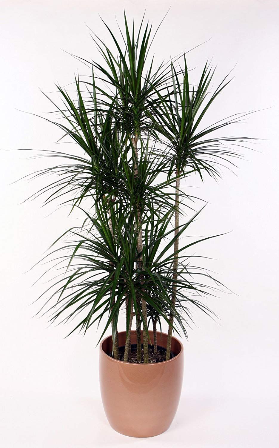 6" Dracaena Marginata Plant