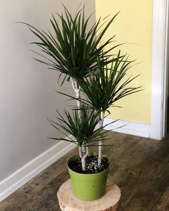 8" Dracaena Marginata Plant