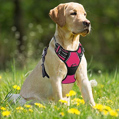 19 Best Dog Harnesses Top Dog Walking Vests of 2019