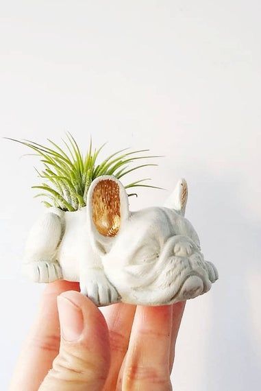 Concrete Frenchie with Air Plant