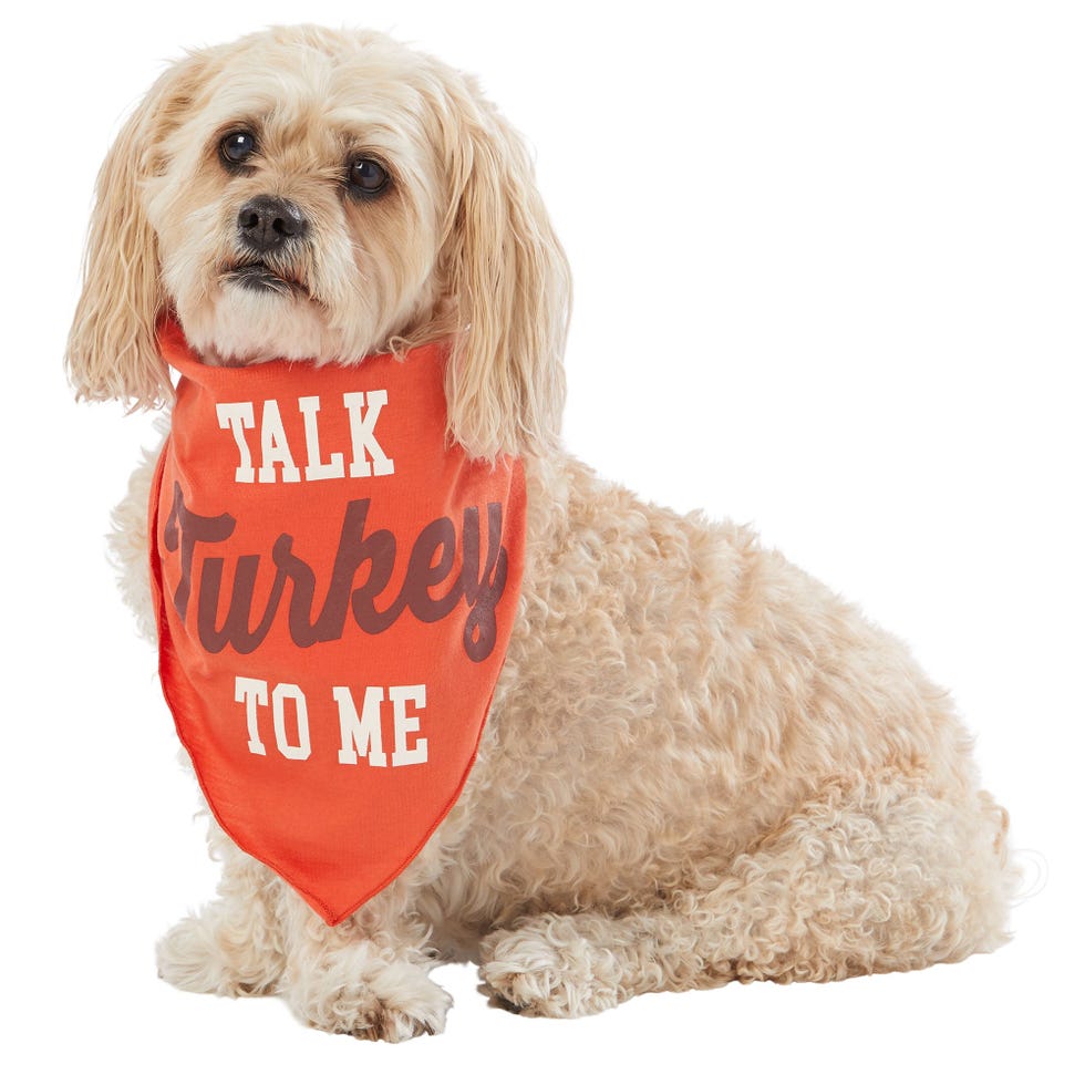 PetSmart Has Cute New Thanksgiving Costumes for Dogs