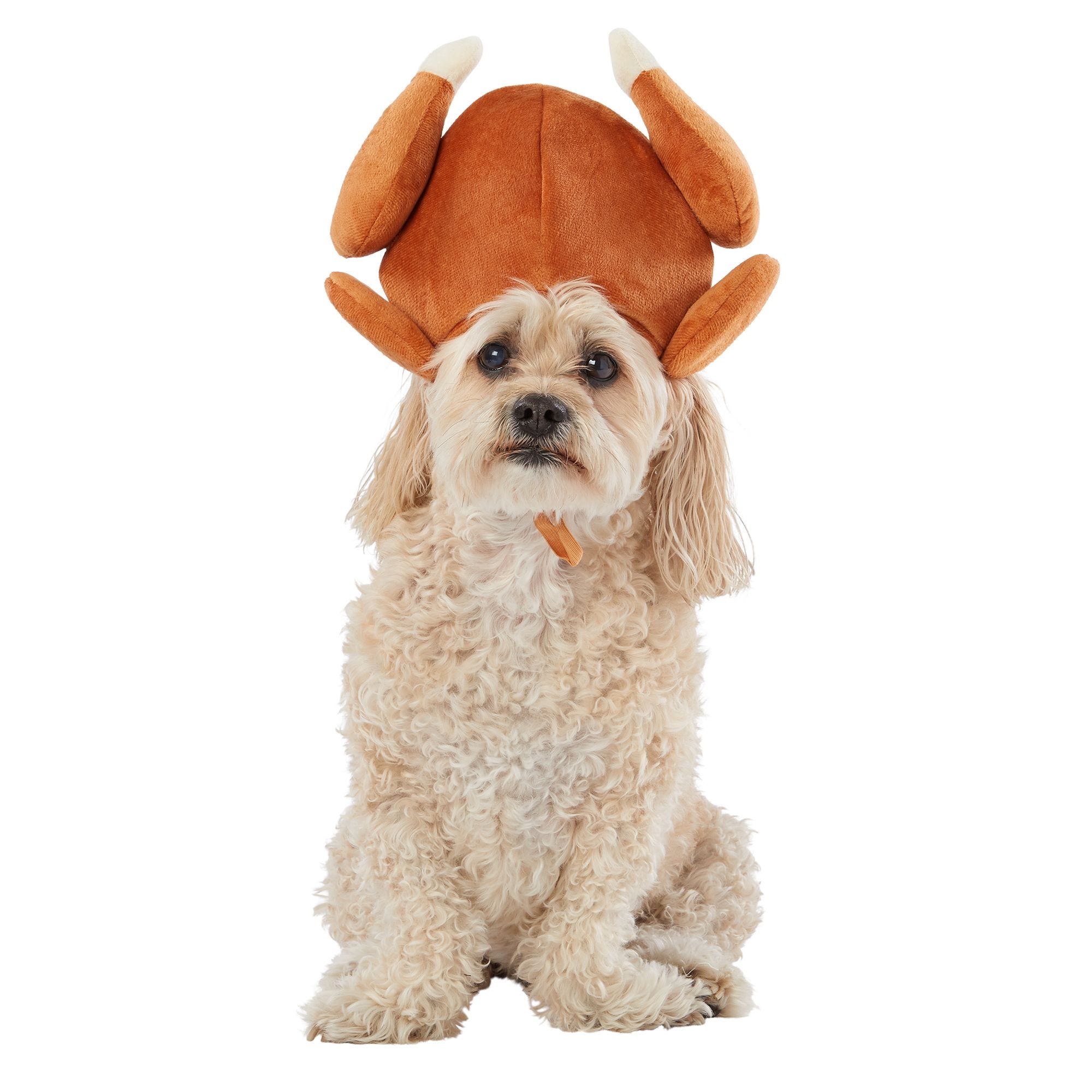 dog turkey hat