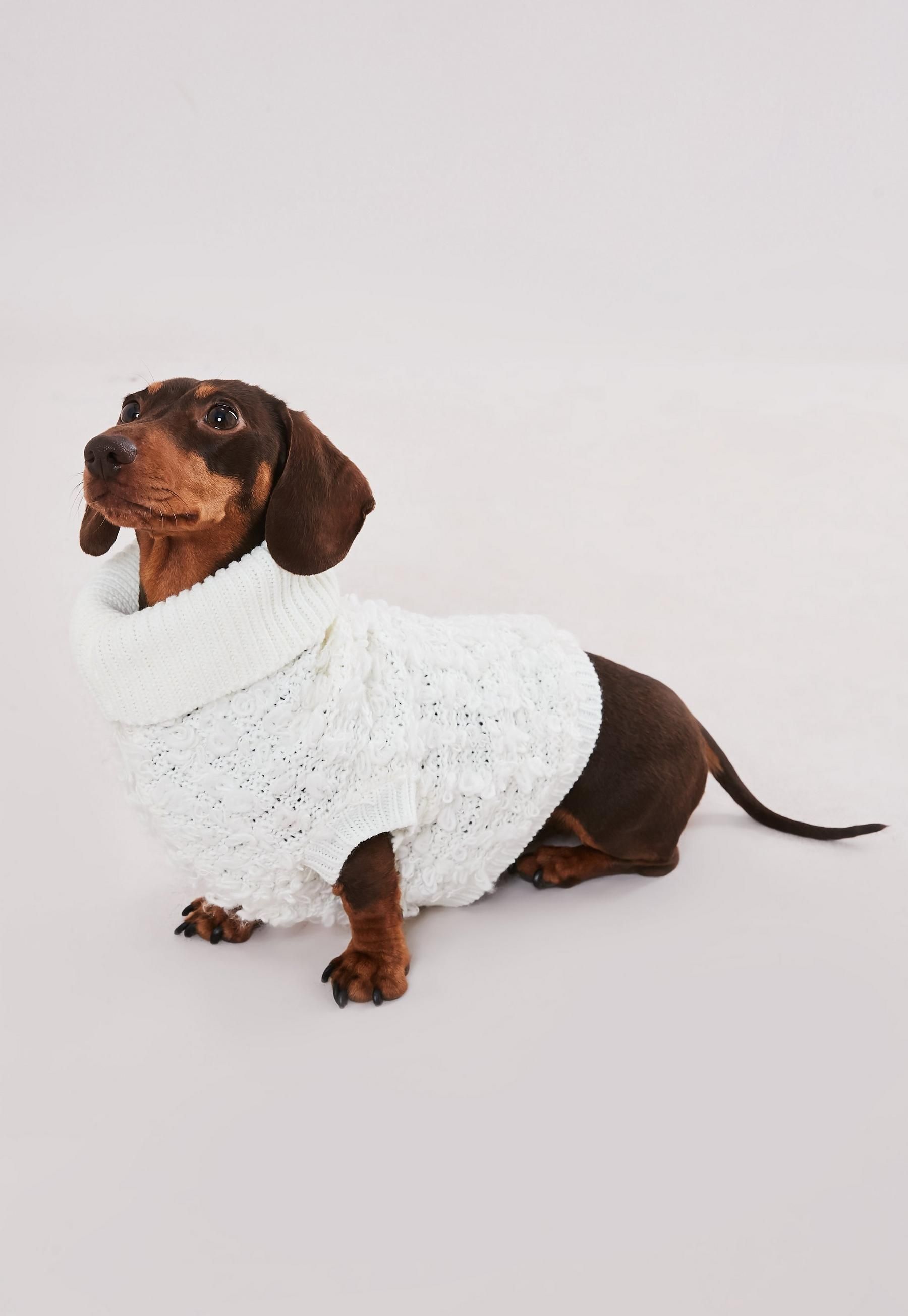 missguided dog clothes