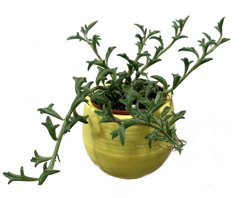 Dolphin Plant in 3" Pot