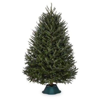 14 Best Types of Christmas Trees - Different Types of Real and