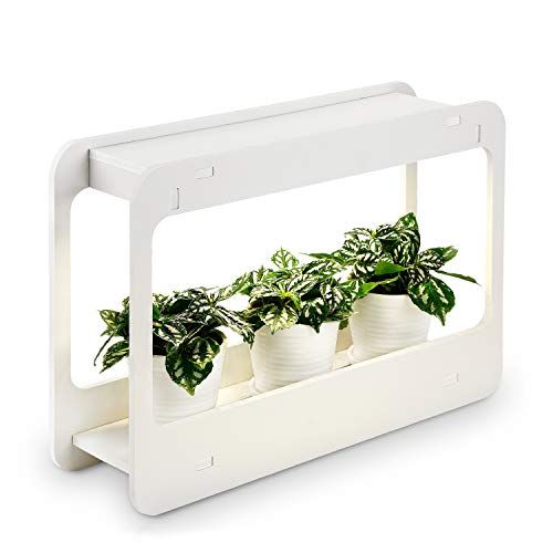 small plant grow light