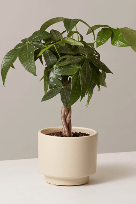 Get the Look: Money Tree Plant
