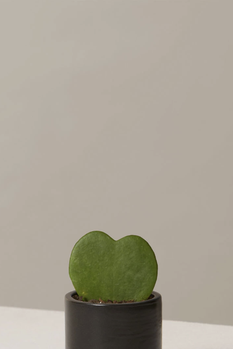 Hoya Heart Plant