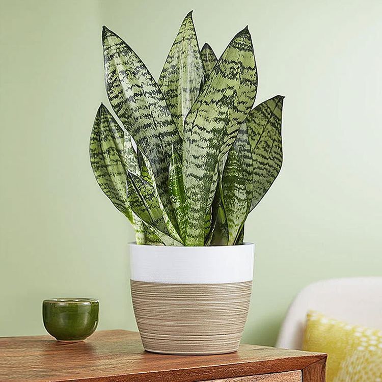 Potted Snake Plant
