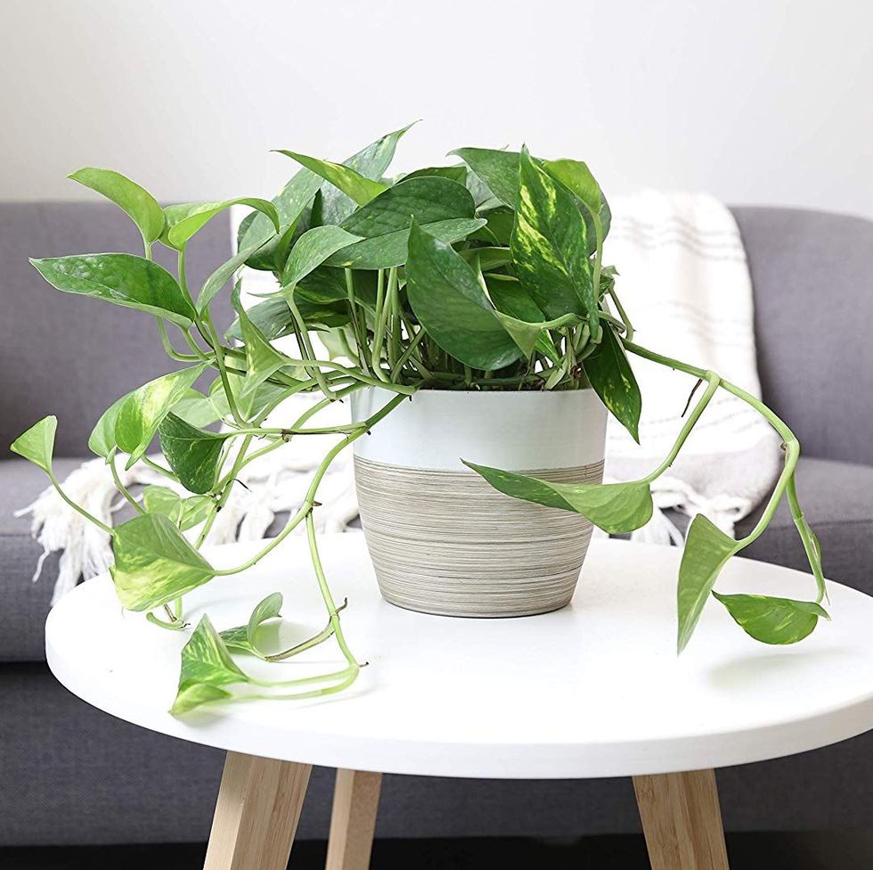 How to Nurse a Dying Ivy Plant Back to Life