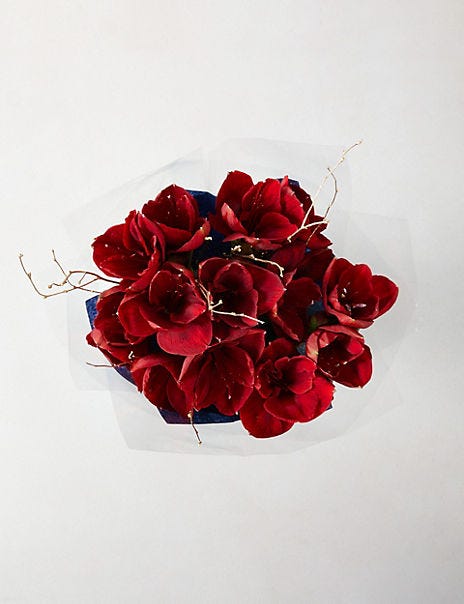 The Collection Red Amaryllis