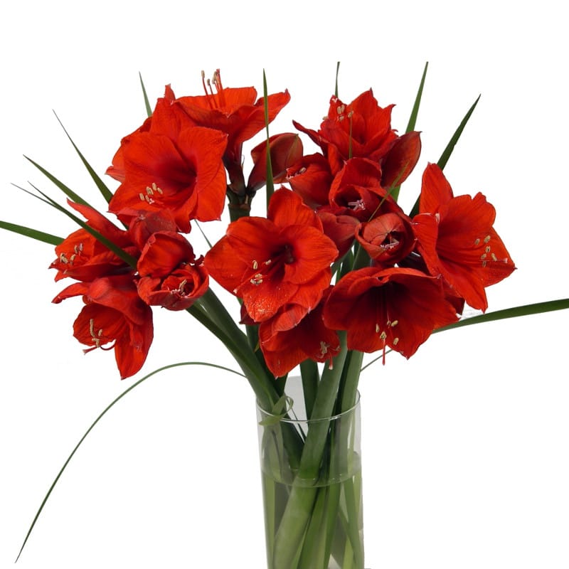 Velvet Red Amaryllis