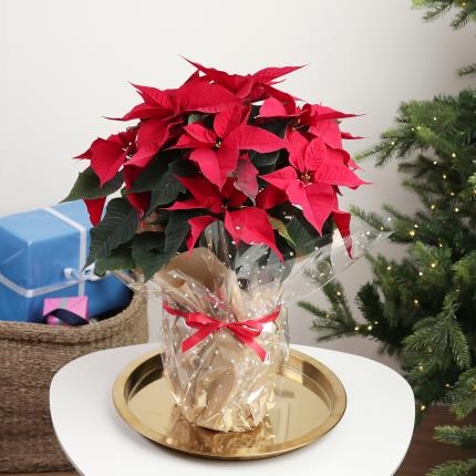 The Christmas Poinsettia