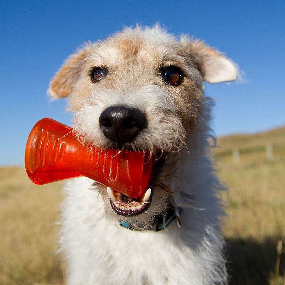 The Best Dog Toy Yet 🐕, Gallery posted by kenna ✿