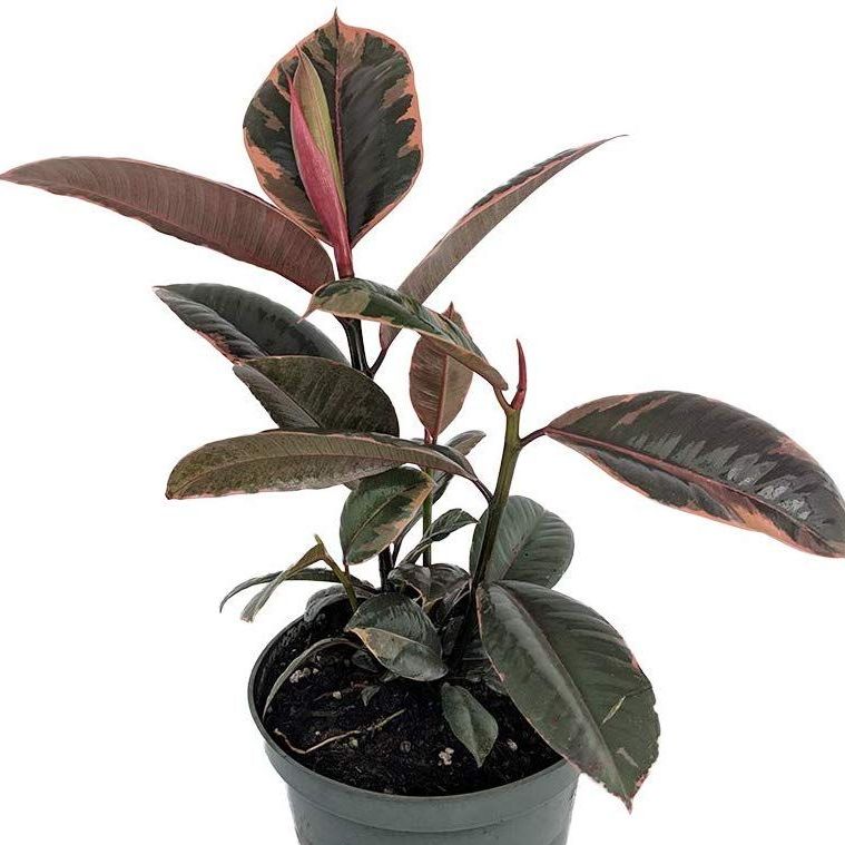 Ruby Rubber Tree Plant