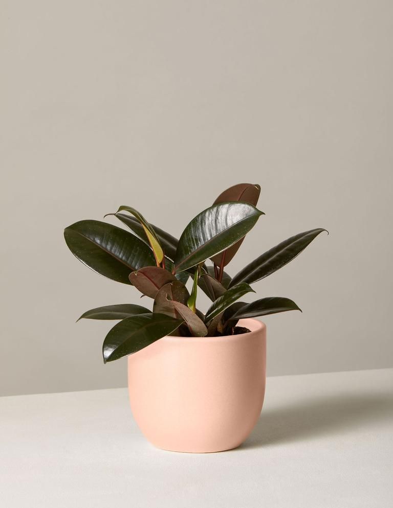 Small Rubber Tree Plant
