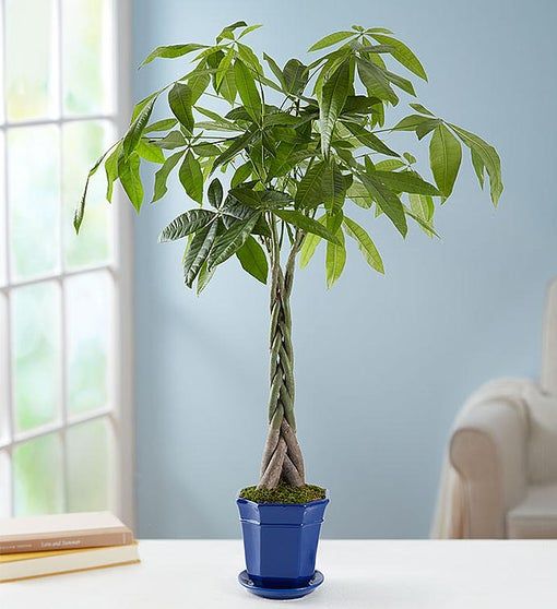 money tree indoor plant