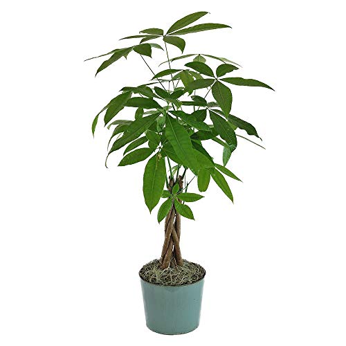 Money Tree