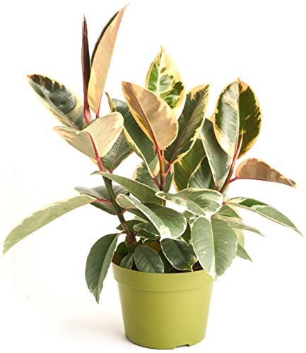 Variegated Rubber Tree