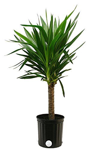 Large Artificial Palm Trees Ficus plantes Bambou Tropical Yukka ultra réaliste