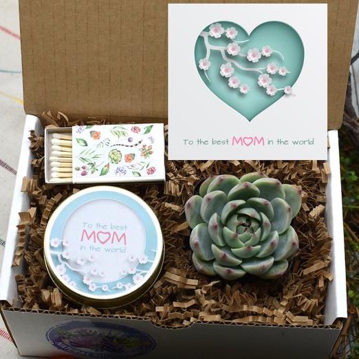 First Mothers Day Gifts For Daughter, New Mom Gift Box, New Mom Gift  Basket, Best Friend Gift, Live Succulents, Mothers Day Gift For Her