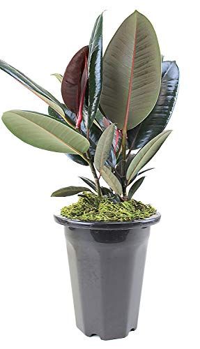 Rubber Plant Ficus Elastica