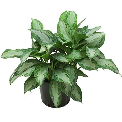 15 Of The Best Bedroom Plants That Purify The Air Easy Indoor
