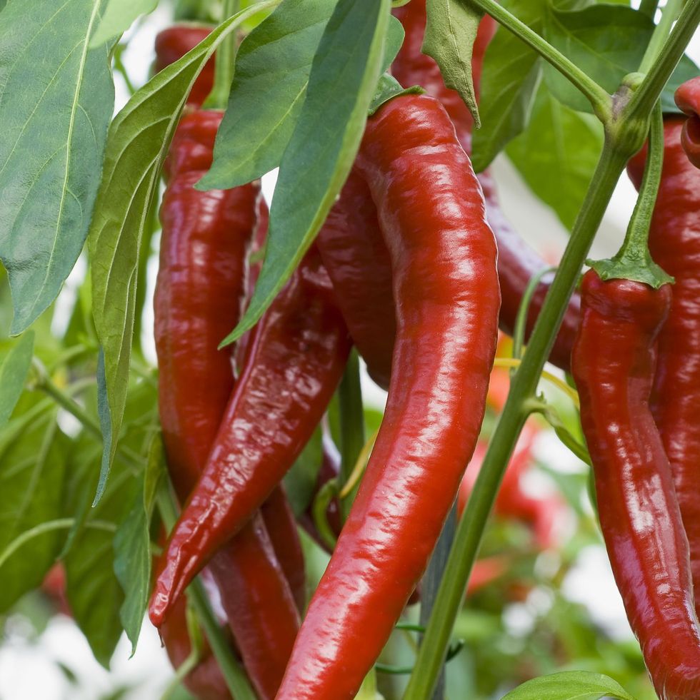 Chilli Grower Workshop for Two