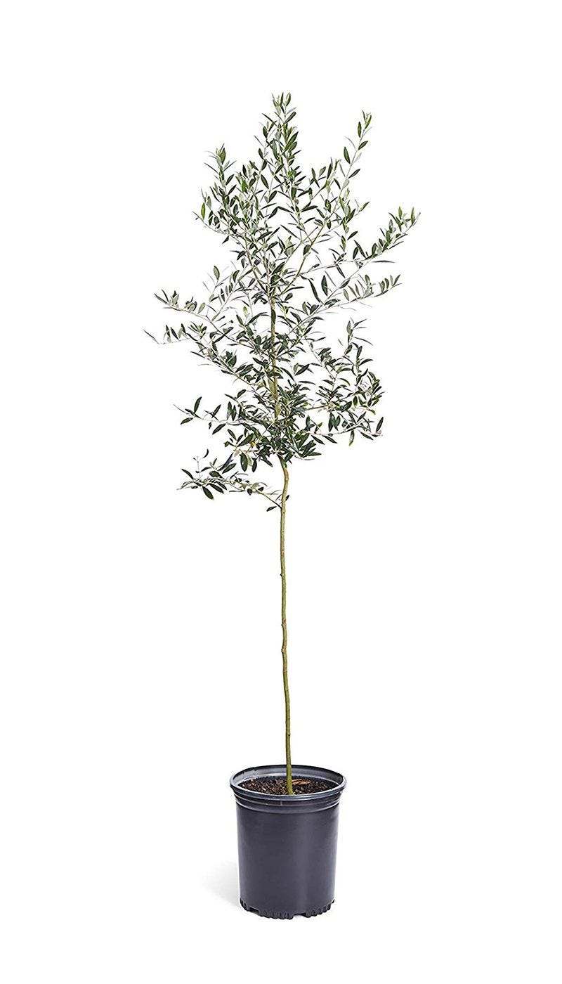 Why is my Olive Tree not fruiting? - Bloomscape