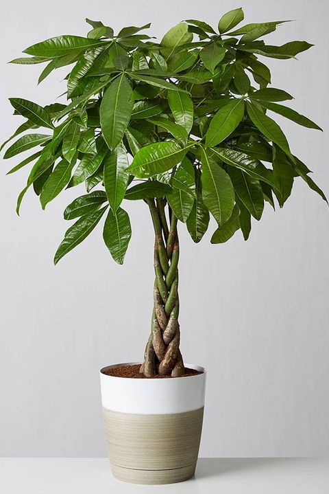 Easiest tall indoor plants
