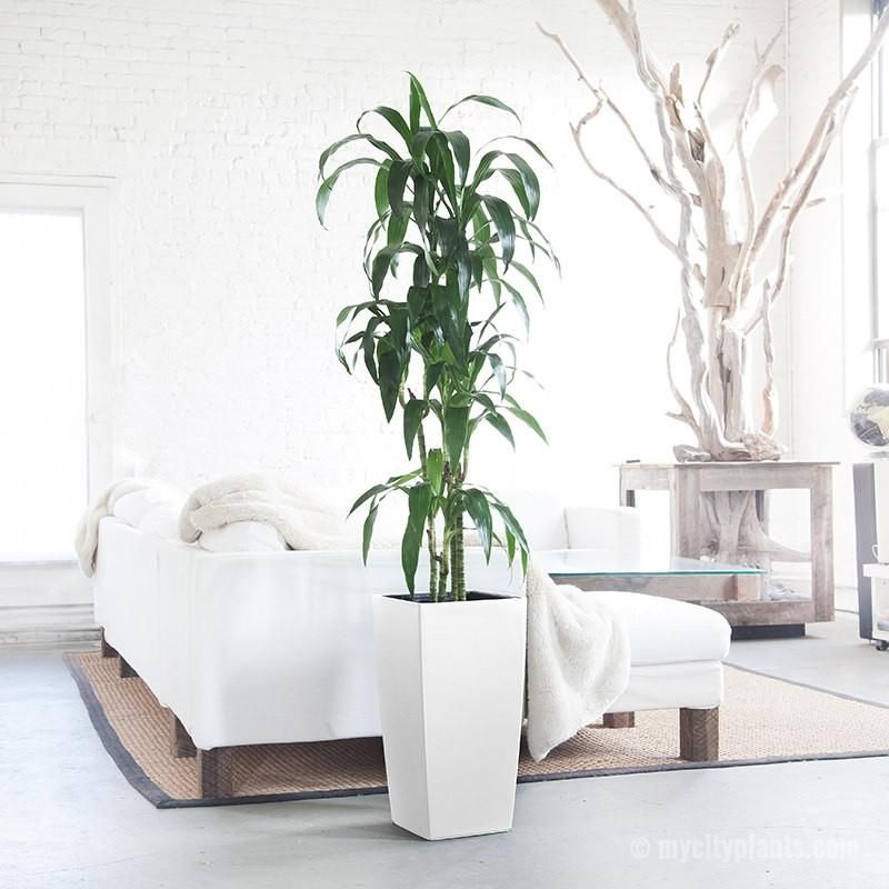 download tallest indoor plants