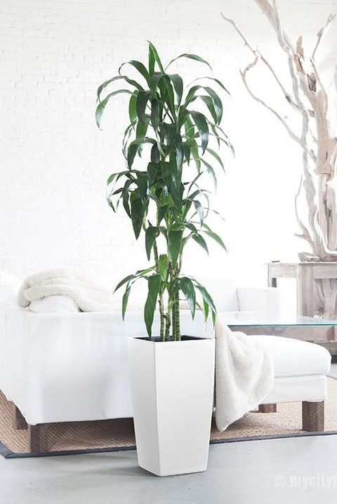 Tall indoor office plants