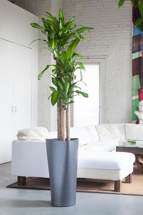20 Best Tall Indoor Plants Best Indoor Trees For Your Home