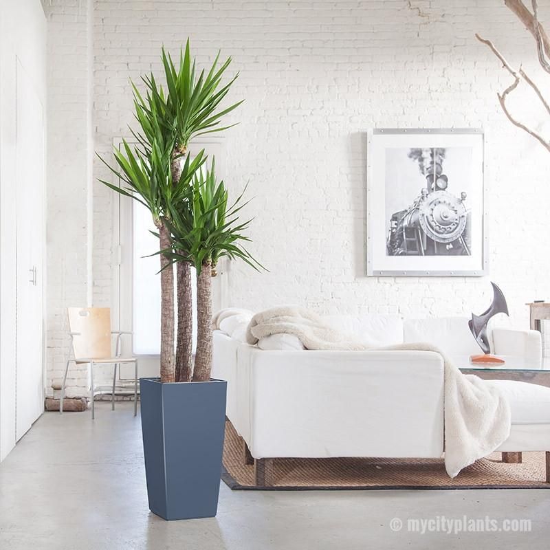 floor standing house plants