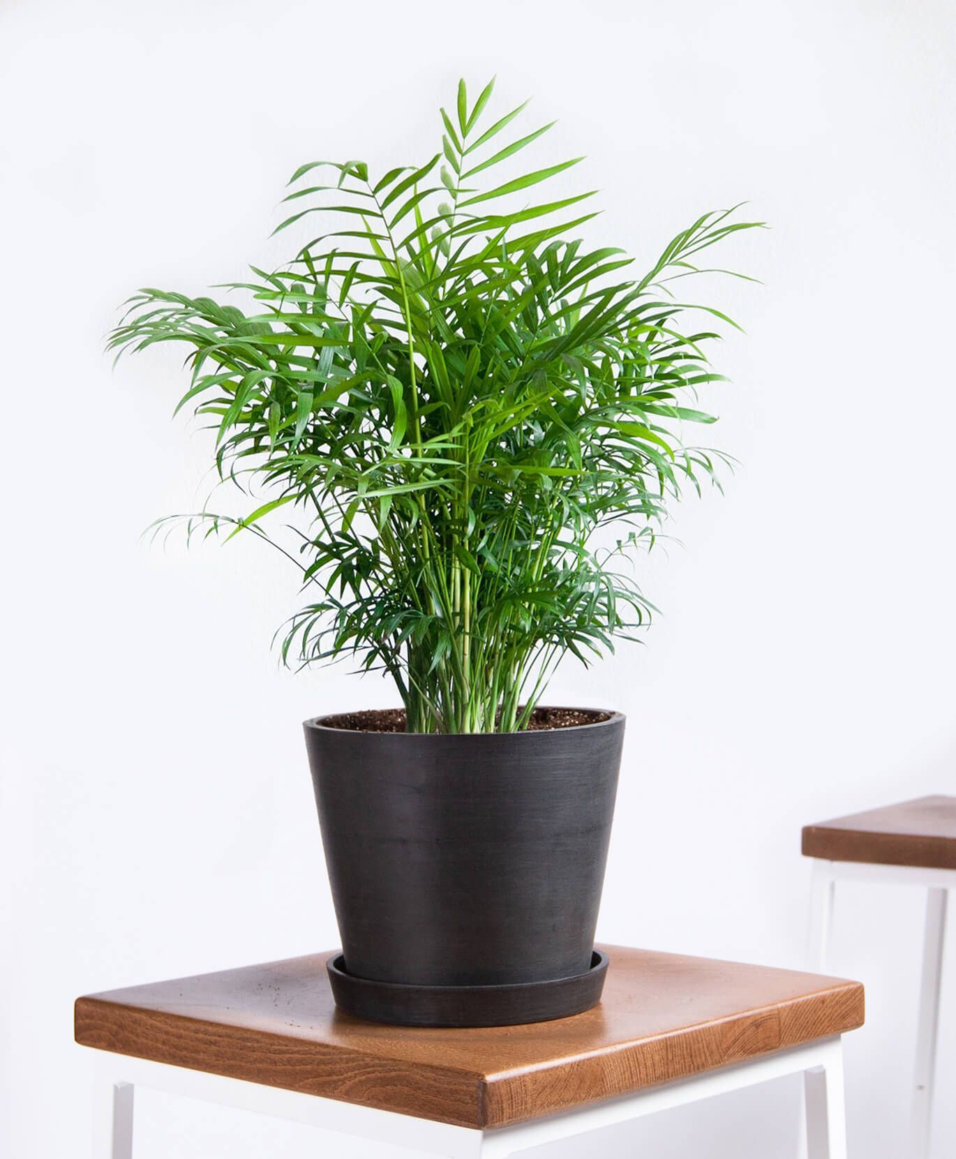 20 Best Tall Indoor Plants Best Indoor Trees For Your Home