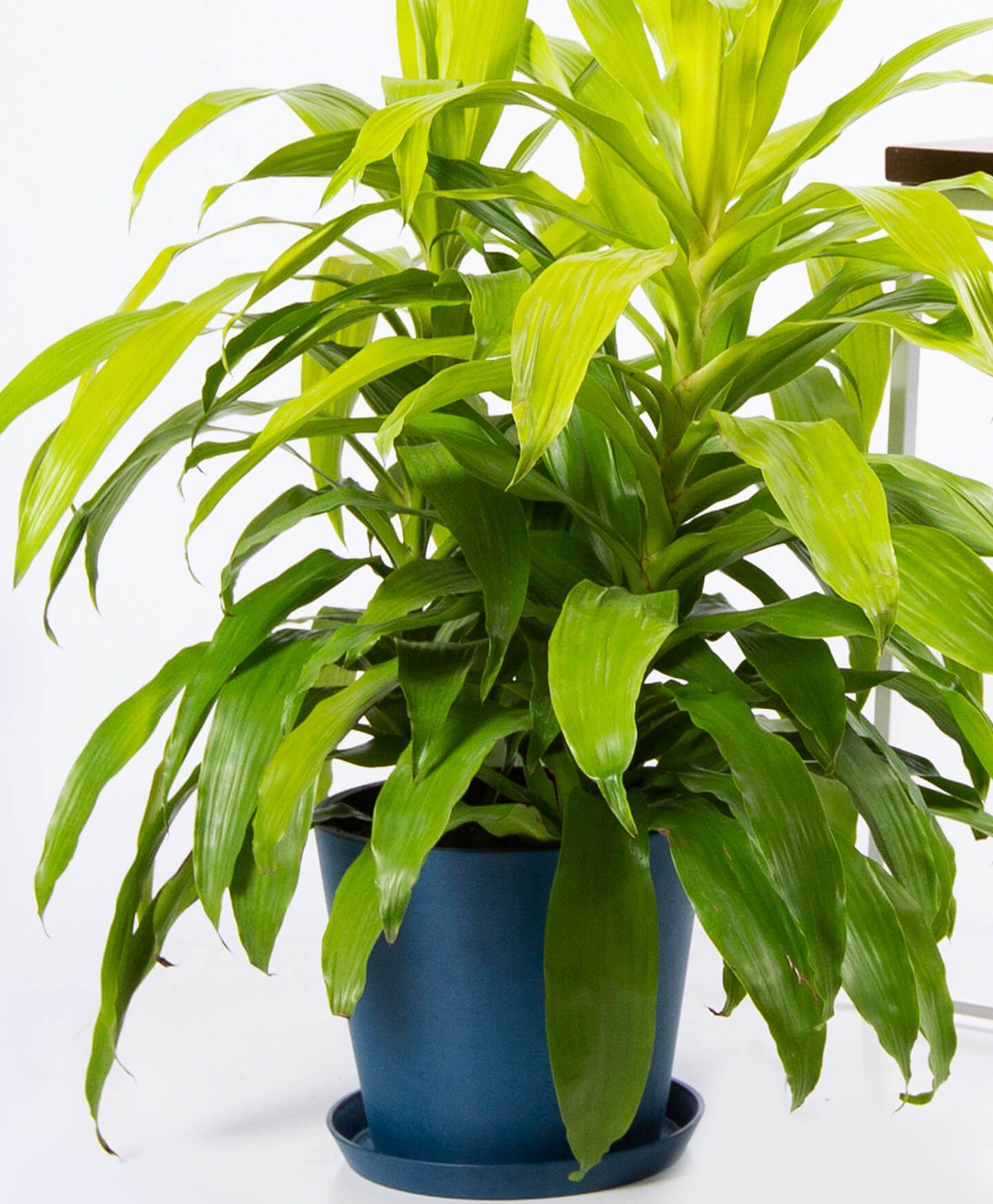 download tallest indoor plants
