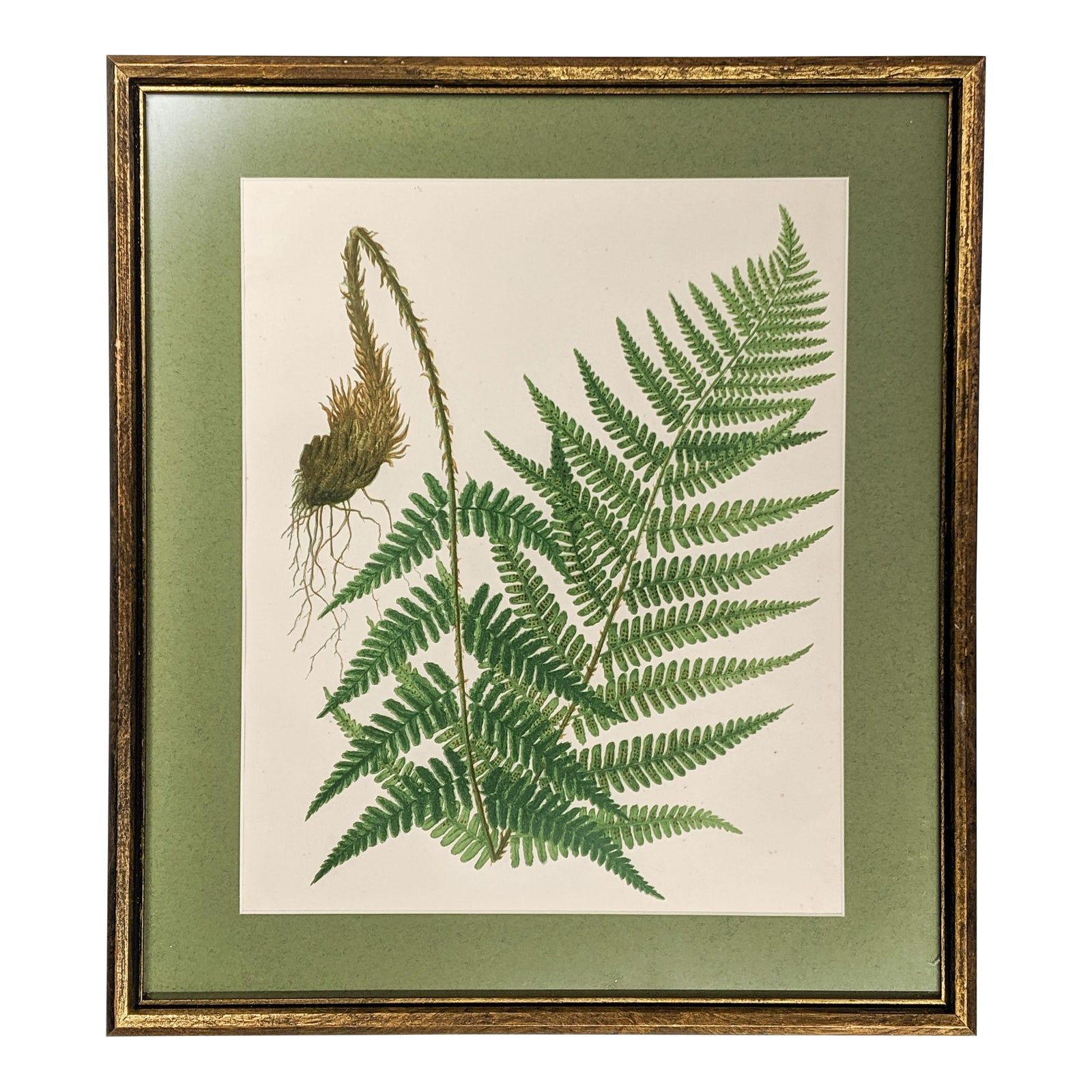 Vintage Botanical Fern Print With Gold Frame